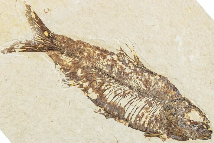 Fossil Fish (Knightia) - Green River Formation #237212